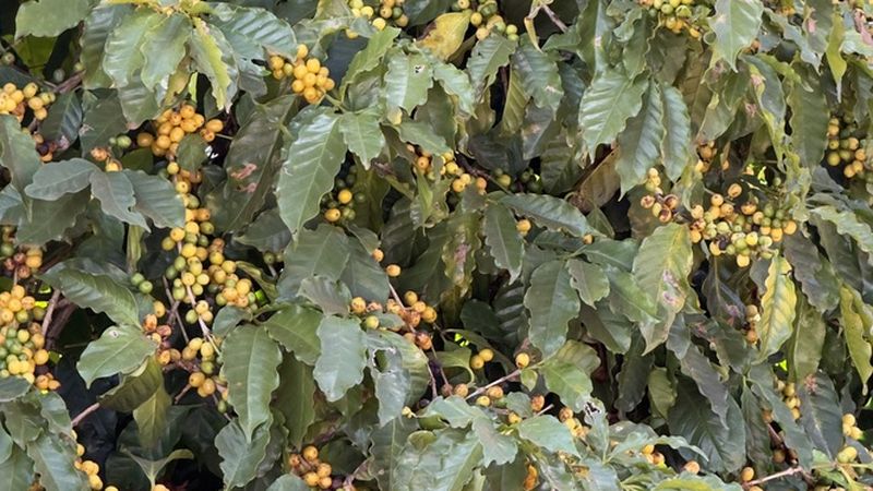 Cafeeiro Catuaí Amarelo carregado de cereja madura