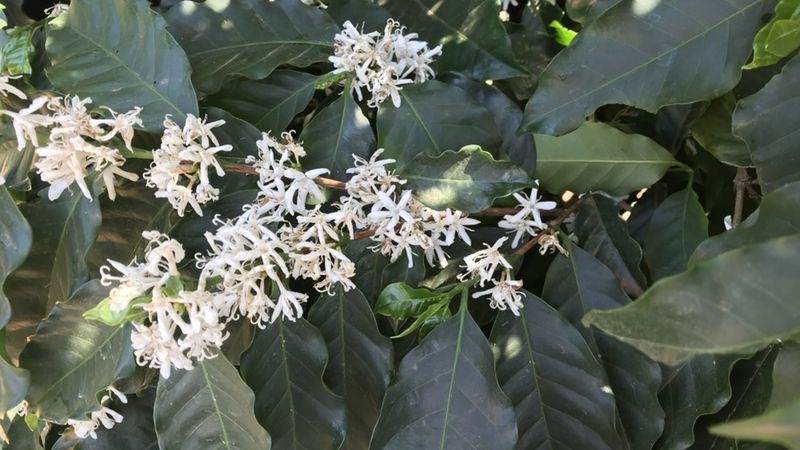 Cafeeiro em floração, com flores brancas nos ramos